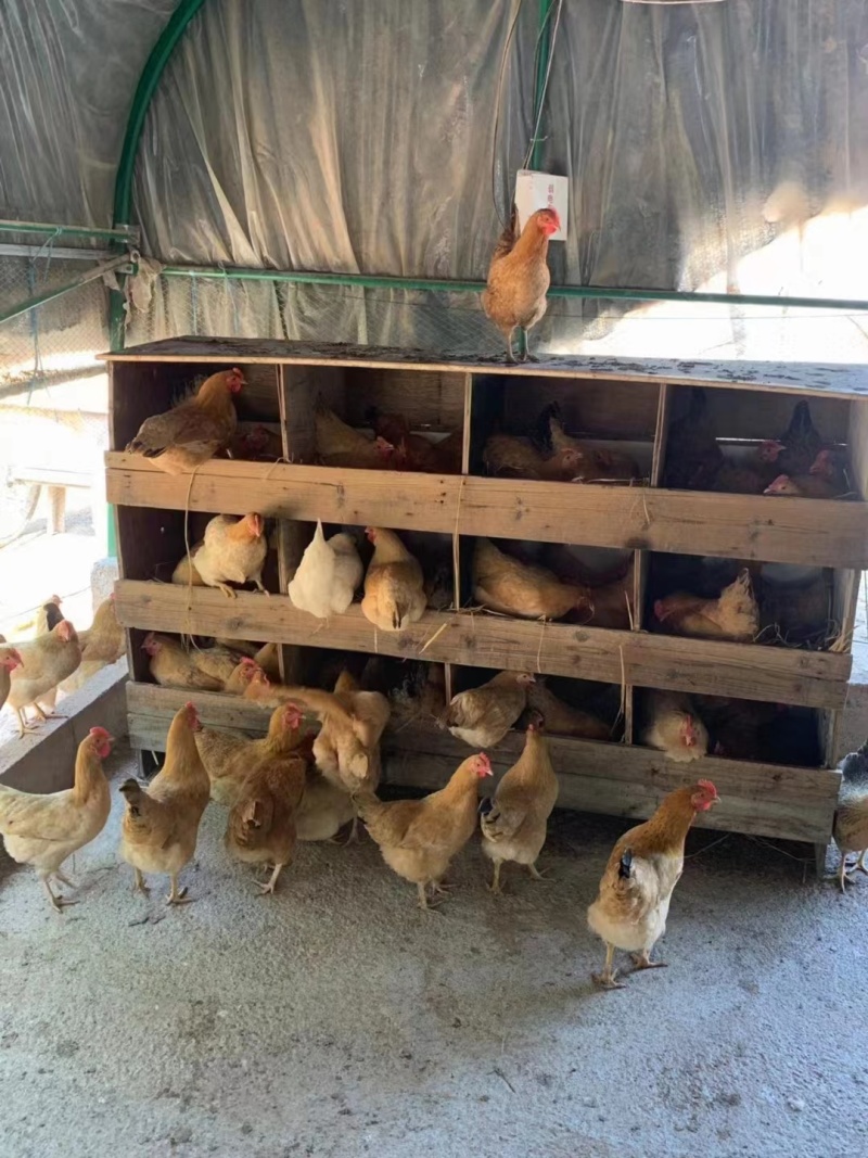 【土鸡】农家养殖土鸡质量保证肉质紧实量大优惠欢迎订购