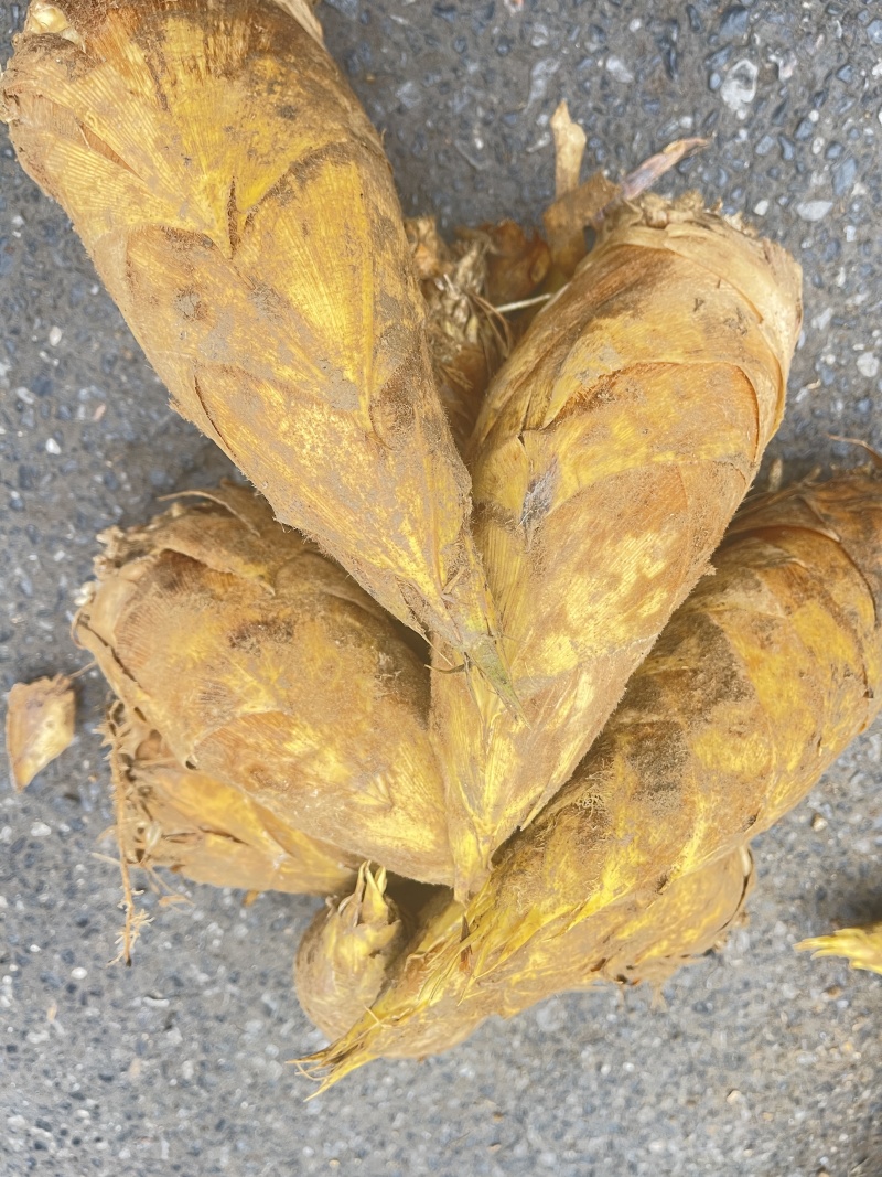 【精选】桂林冬笋基地直发肉质厚味道鲜可视频看货量大从优