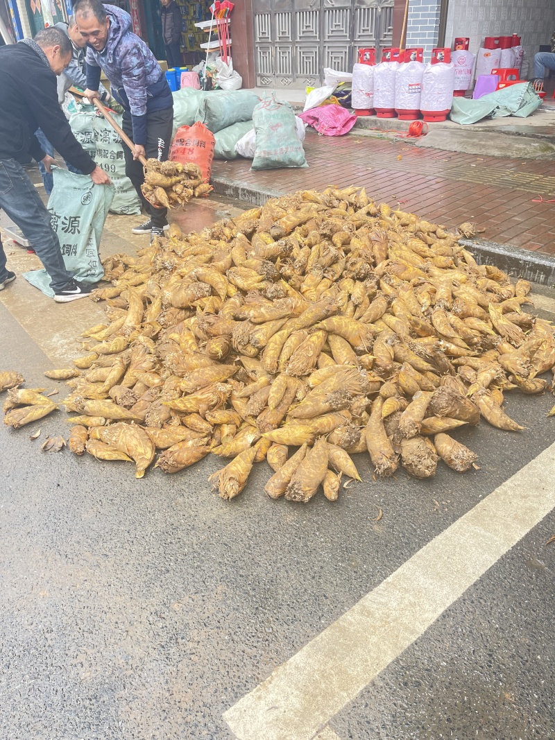 【精选】桂林冬笋基地直发肉质厚味道鲜可视频看货量大从优