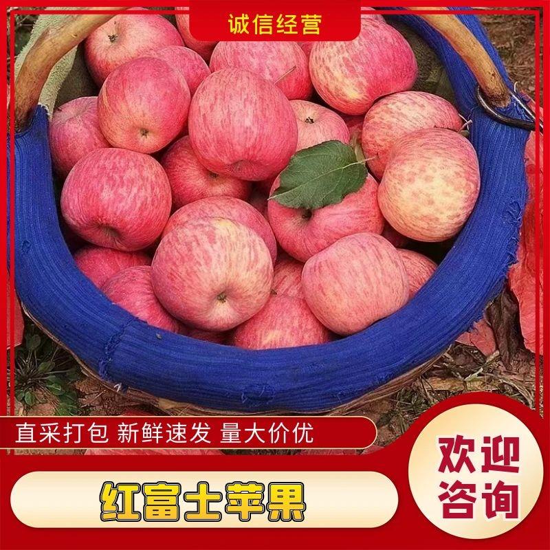 【精品红富士】陕西洛川红富士精品苹果，三检果，质量保证