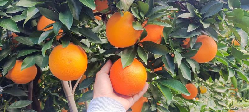 【精品】正宗赣南脐橙新鲜赣州橙子产地直发量大从优
