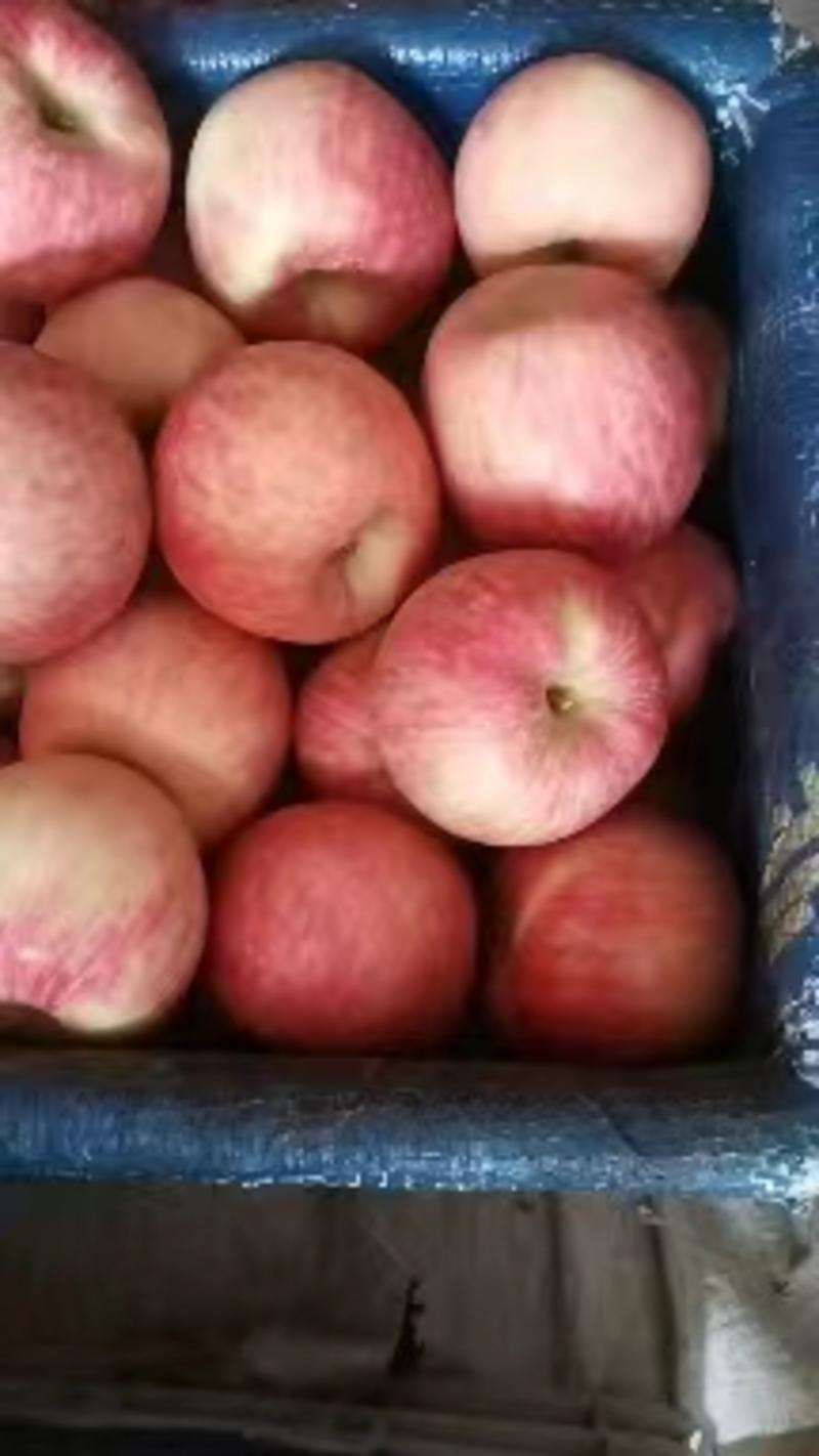 【精品红富士】红富士苹果，陕西咸阳，甜脆可口，货量充足
