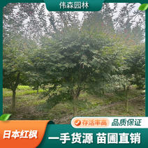 伟森园林基地直供10公分日本红枫树形优美冠幅饱满
