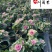 玫瑰甘蓝苗圃基地直销诚信经营量大优惠花境园林绿化花卉