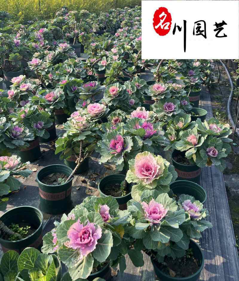 玫瑰甘蓝苗圃基地直销诚信经营量大优惠花境园林绿化花卉