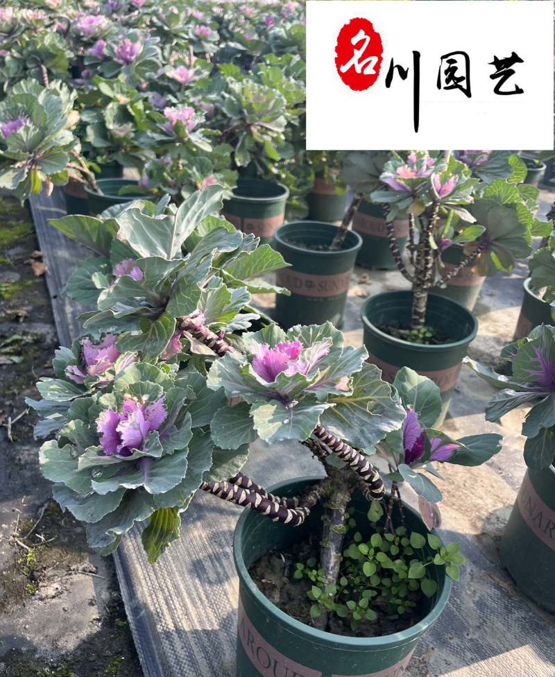 玫瑰甘蓝苗圃基地直销诚信经营量大优惠花境园林绿化花卉