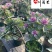 玫瑰甘蓝苗圃基地直销诚信经营量大优惠花境园林绿化花卉