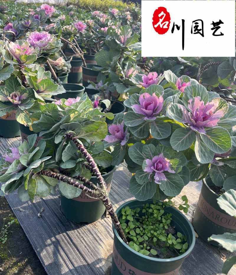 玫瑰甘蓝苗圃基地直销诚信经营量大优惠花境园林绿化花卉