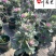 玫瑰甘蓝苗圃基地直销诚信经营量大优惠花境园林绿化花卉