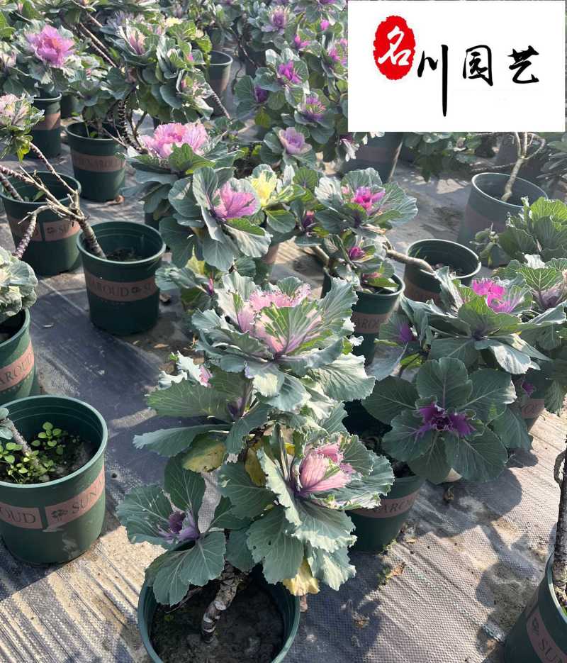 玫瑰甘蓝苗圃基地直销诚信经营量大优惠花境园林绿化花卉