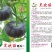 特色小南瓜种子口感好较有香芋味趴地露地中早熟糯而香甜蔬菜
