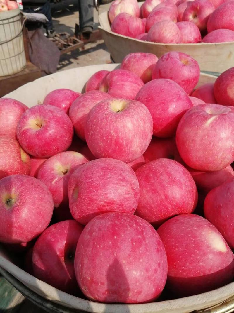 【平台推荐】山东沂水县纸袋红富士苹果产地一手货源价价格