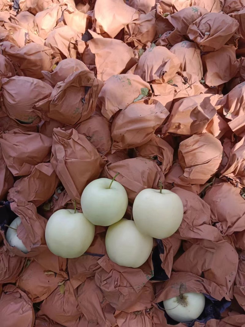 【苹果】辽宁黄元帅苹果大量供应皮薄多汁品质保证