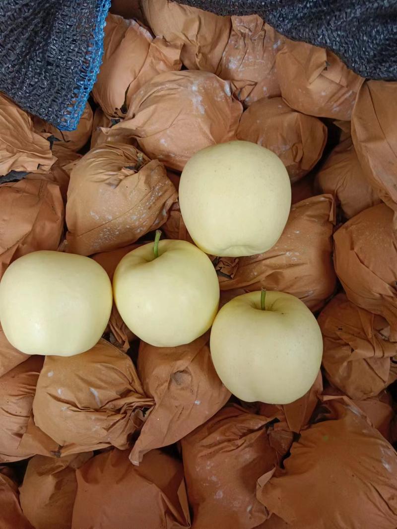 【苹果】辽宁黄元帅苹果大量供应皮薄多汁品质保证