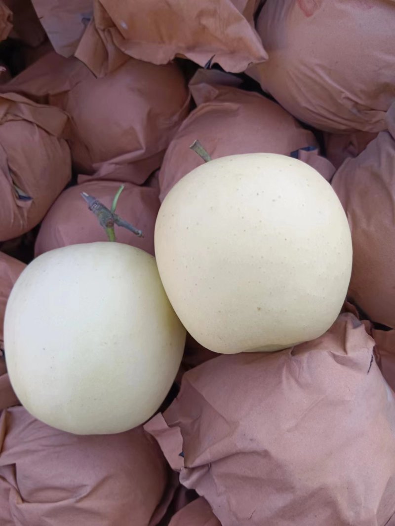 【苹果】辽宁黄元帅苹果大量供应皮薄多汁品质保证