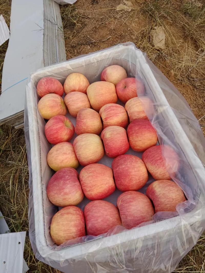 【苹果】辽宁寒富苹果大量供应可视频看货脆甜多汁