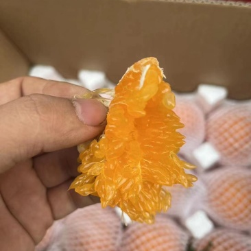 【正宗】耙耙柑大量上市中产地一手货源直发量大价优欢迎合作