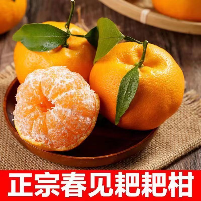 【正宗】耙耙柑大量上市中产地一手货源直发量大价优欢迎合作