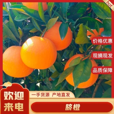 奉节脐橙商品果二级果高次电商果一树小果