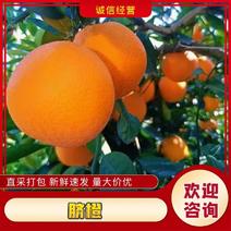 热销橙子奉节脐橙商品果二级果一树果次果
