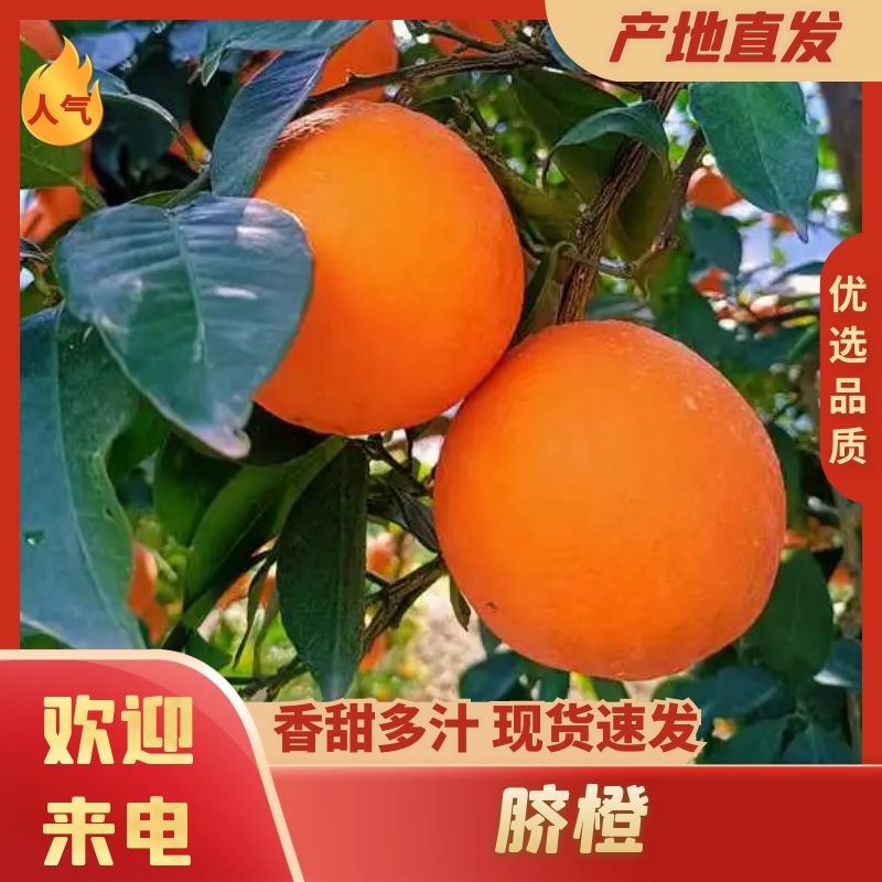 热销橙子奉节脐橙商品果二级果一树小果次果