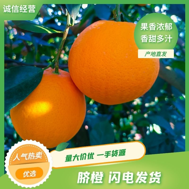 热销橙子奉节脐橙商品果二级果一树小果次果
