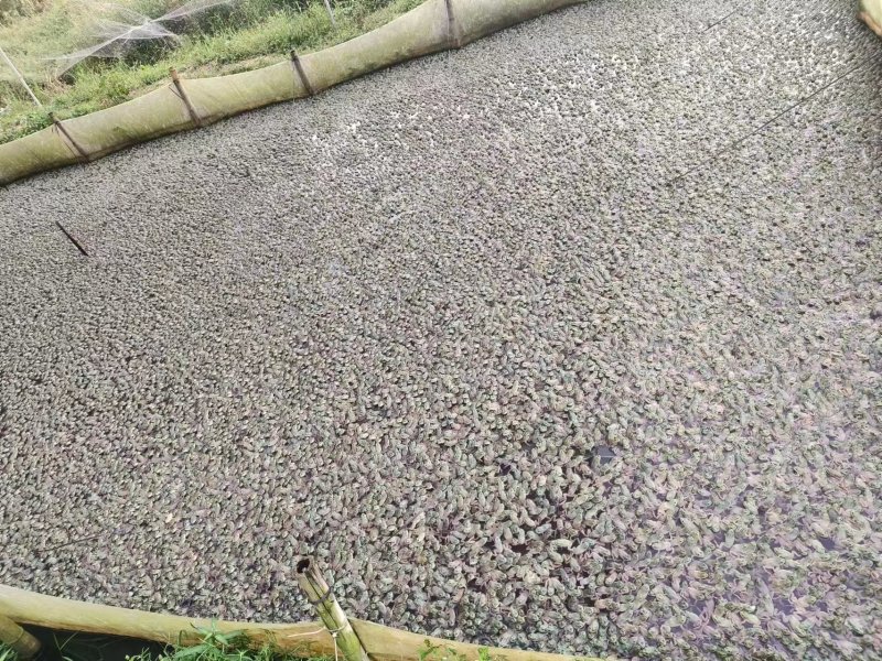 牛蛙批量出售，肉质细嫩，价格美丽，品质保证，欢迎来电采购