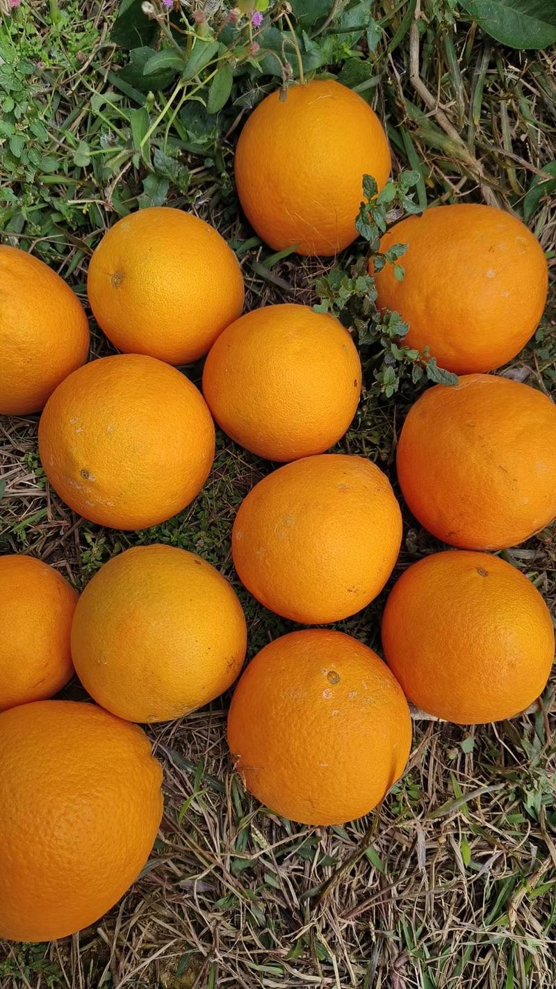 正宗江西赣州赣南脐橙，现大量上市价格实惠，欢迎来电采购！
