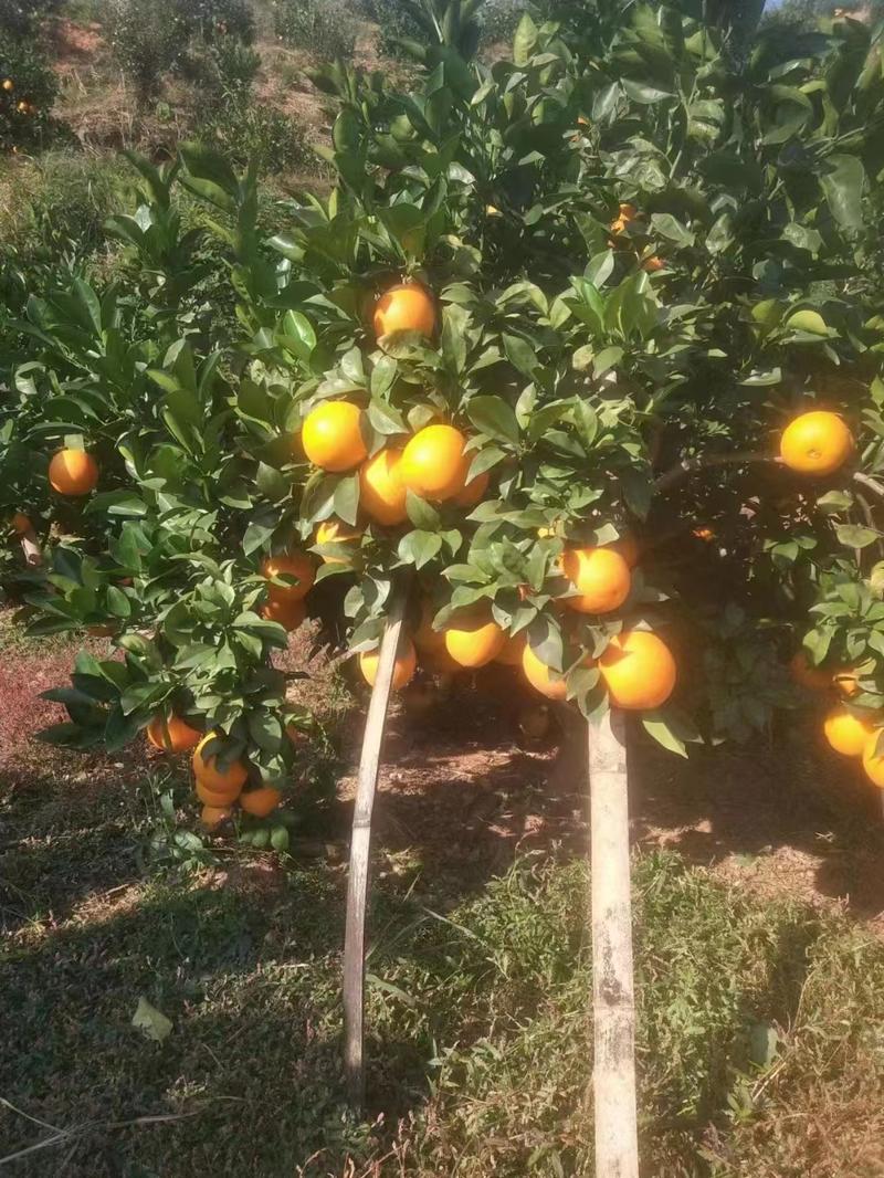 正宗江西赣州赣南脐橙，现大量上市价格实惠，欢迎来电采购！