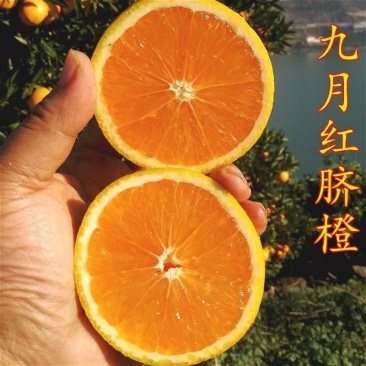 九月红脐橙对接电商二级果大量有货可视频看货实地考察