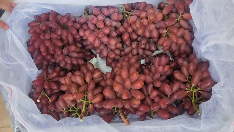 【热卖中】河北精品克伦生葡萄冷库葡萄可对接电商市场