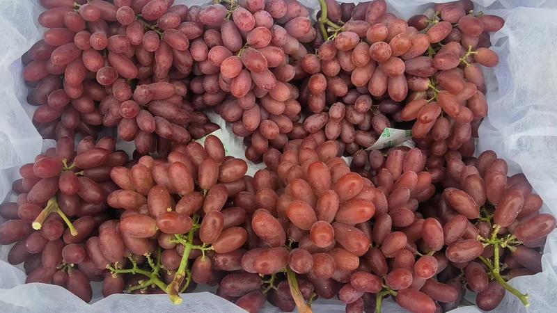 【热卖中】河北精品克伦生葡萄冷库葡萄可对接电商市场