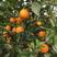 北碚447锦橙，产地直发，一手货源，品质保证，欢迎来电