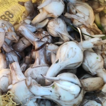 【实力】广西慈姑，茨菇，塘菇，产地直发量大价优，对接全国