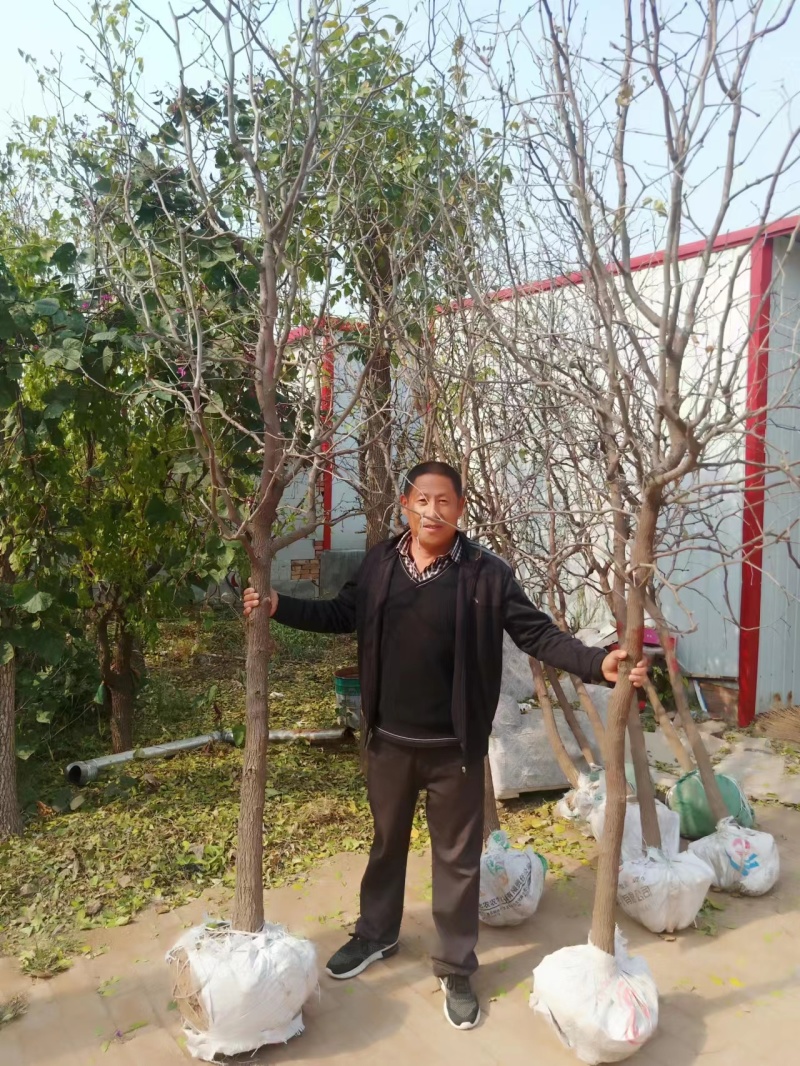 山东冬枣树苗根系发达耐寒现挖现发基地直供多规格量大从优