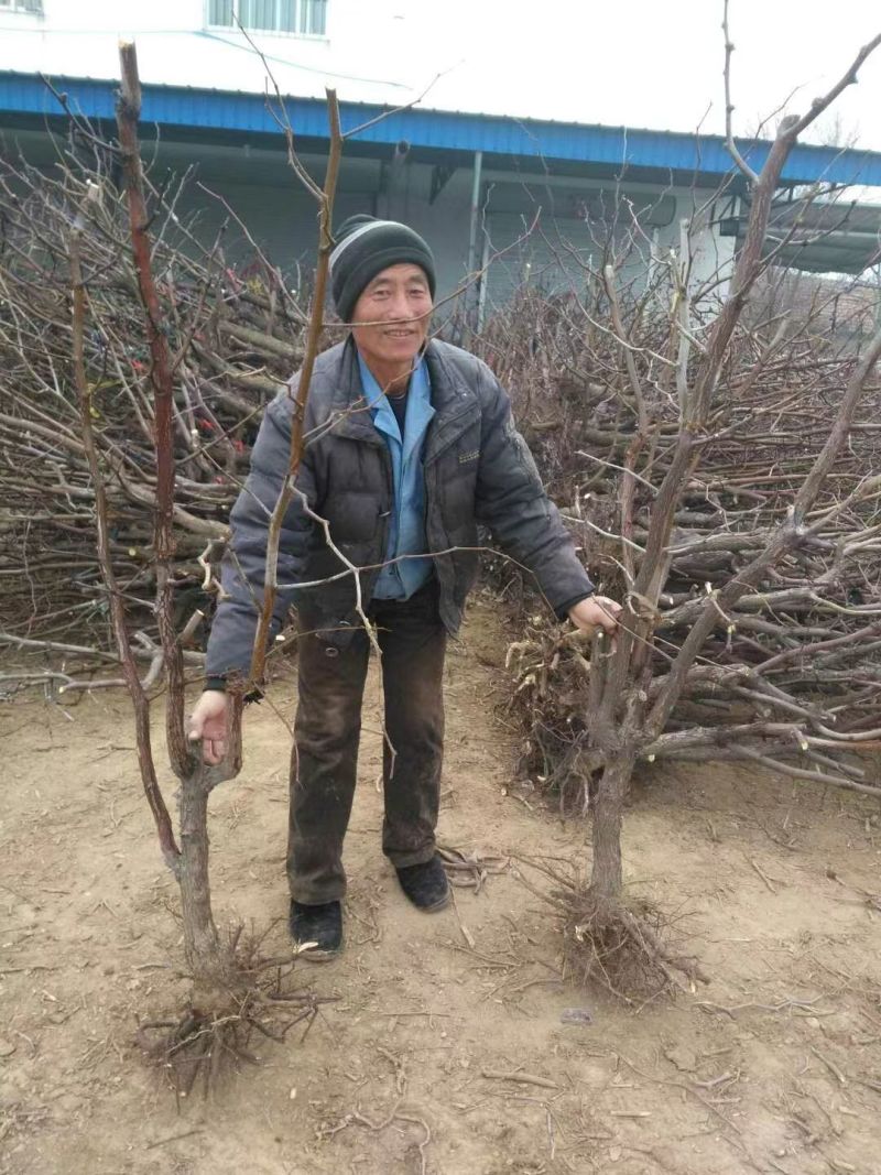 山东冬枣树苗根系发达耐寒现挖现发基地直供多规格量大从优