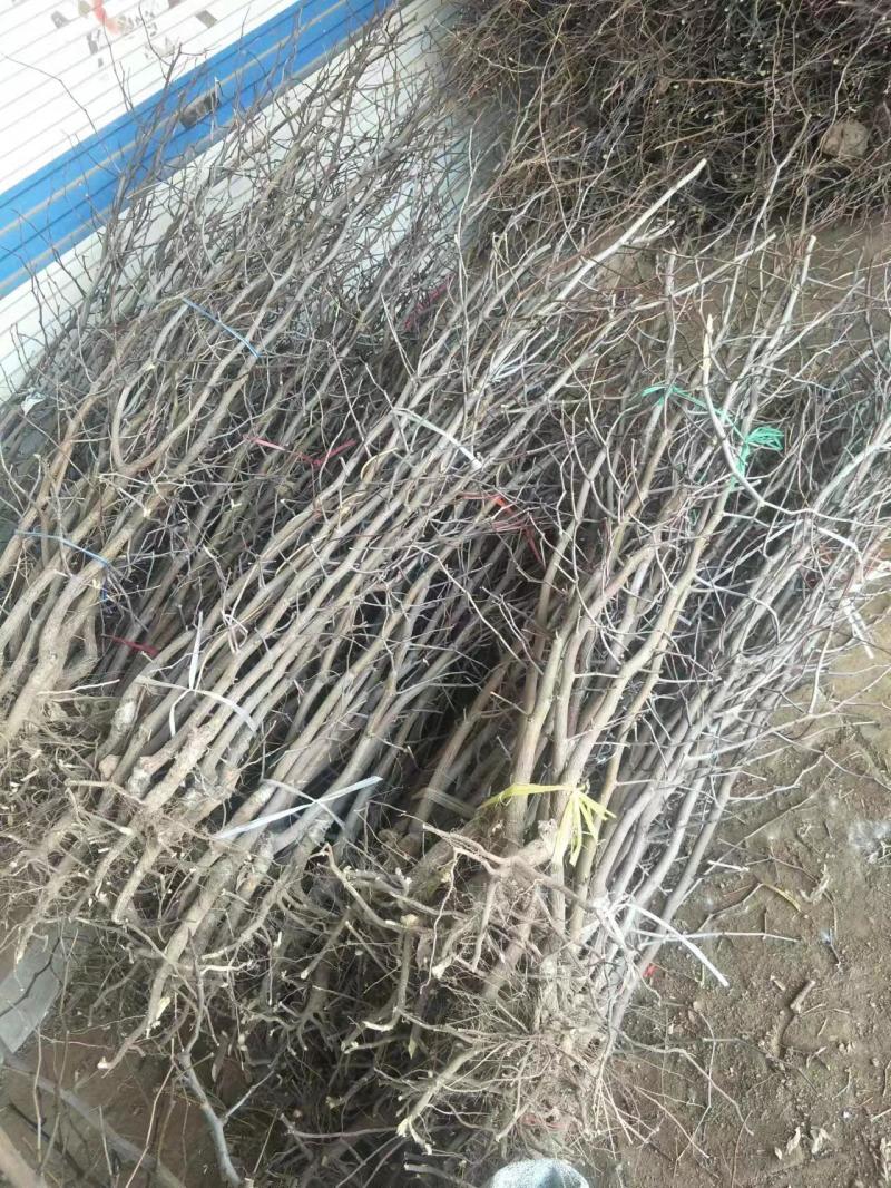 山东冬枣树苗根系发达耐寒现挖现发基地直供多规格量大从优