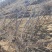 山东冬枣树苗根系发达耐寒现挖现发基地直供多规格量大从优