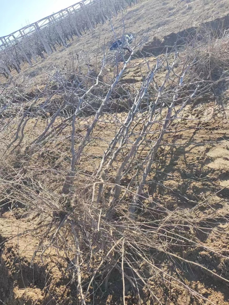 山东冬枣树苗根系发达耐寒现挖现发基地直供多规格量大从优