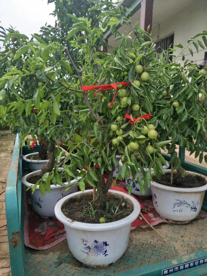 山东冬枣树苗根系发达耐寒现挖现发基地直供多规格量大从优