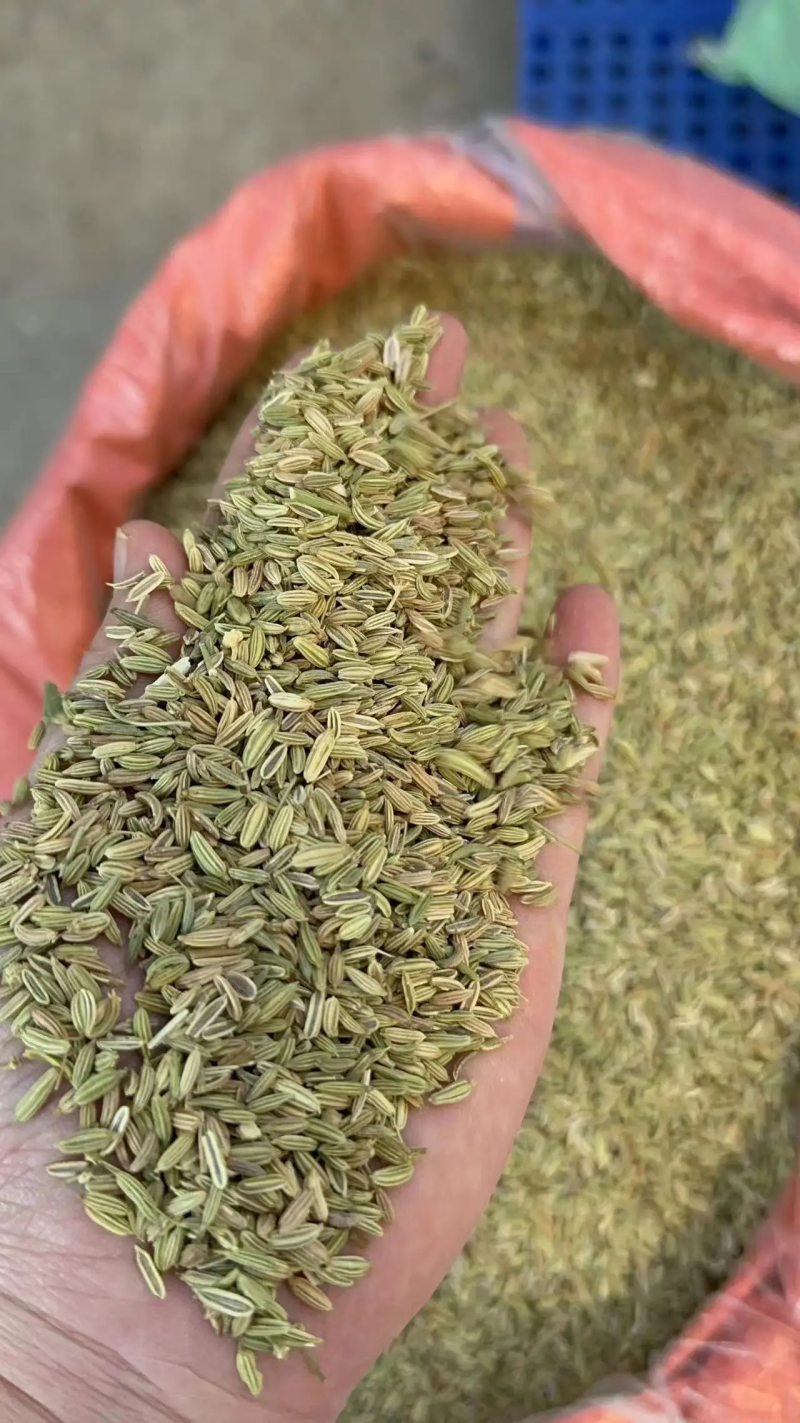 优质小茴香常年供应无中间商可视频看货欢迎咨询