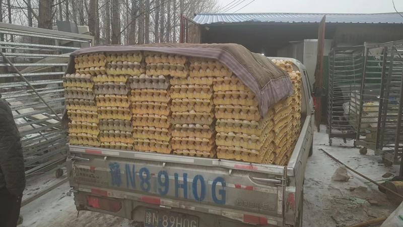 【正宗】钢化蛋活珠子河南厂家货源供应稳定价格优惠欢迎合作