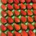 江苏妙香宁玉草莓商品果速冻果，加工果，量大价优