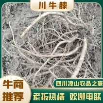 川牛膝大量现货出售牛膝，量大从优价格优惠欢迎咨询采购