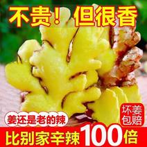 山东大黄姜，小黄姜种植产地全国各地市场发货