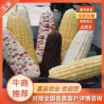 太阳花玉米产地直发品质保证量大从优全国发货欢迎