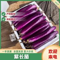 【回购率高】紫长茄对接商超批发档口质量保证价格实惠电联