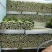 河北邯郸精品西芹菜现货现发一手好货诚信经营对接商超市场采购