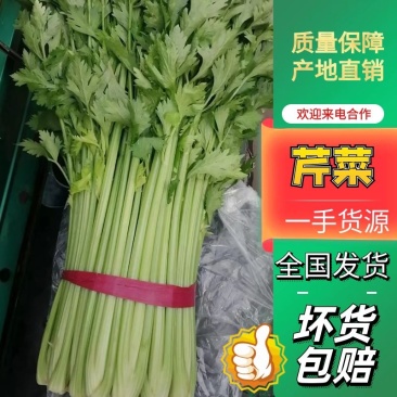 河北邯郸精品西芹菜现货现发一手好货诚信经营对接商超市场采购