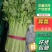 河北邯郸精品西芹菜现货现发一手好货诚信经营对接商超市场采购